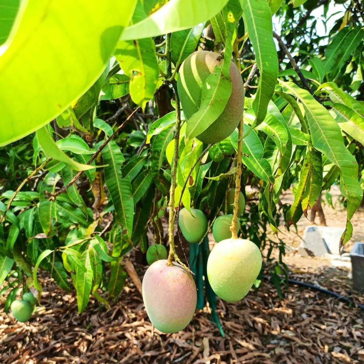 Green Alphonso mangoes hanging from tree branch with leaves