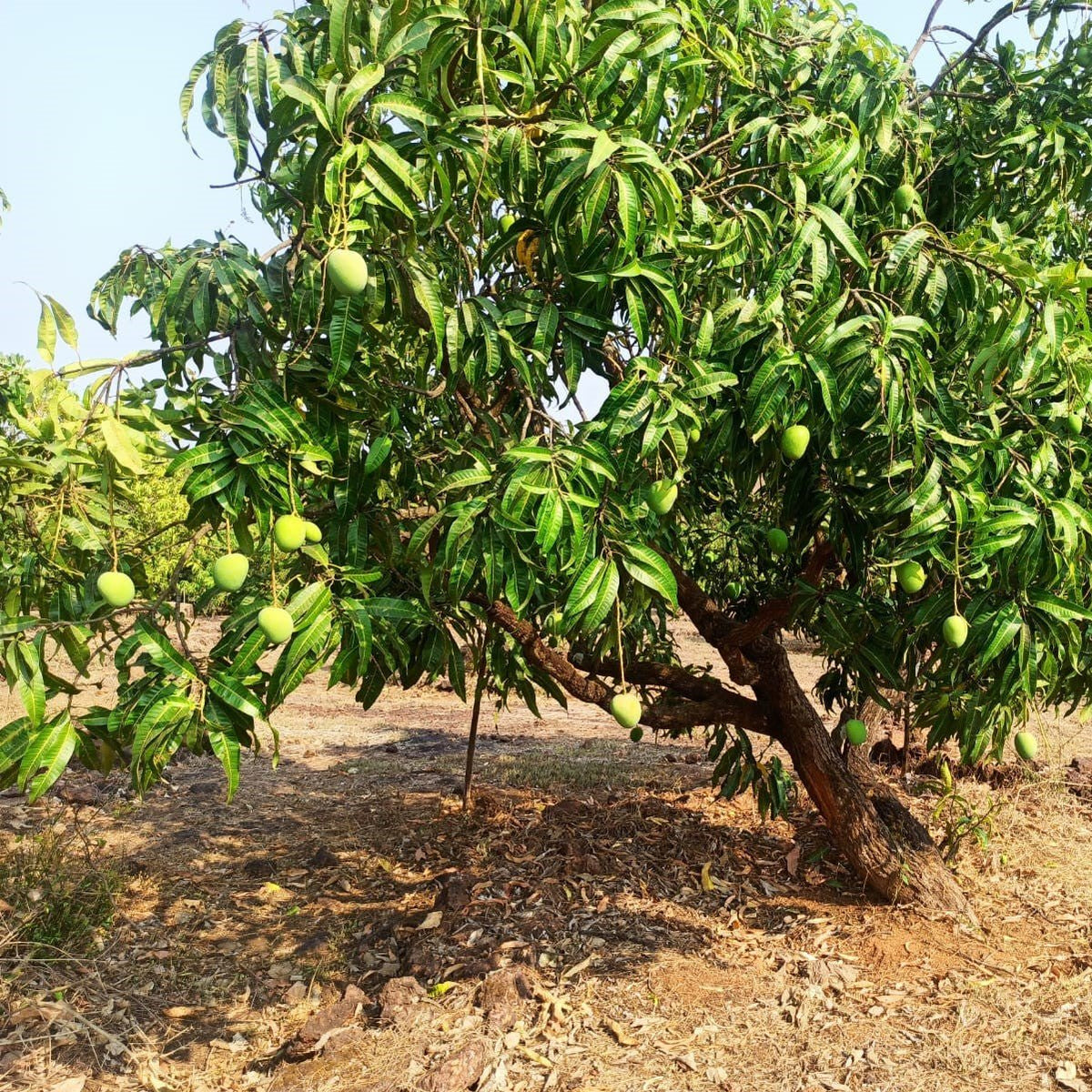 Alfonso mango tree with green fruit hanging from branches in an orchard