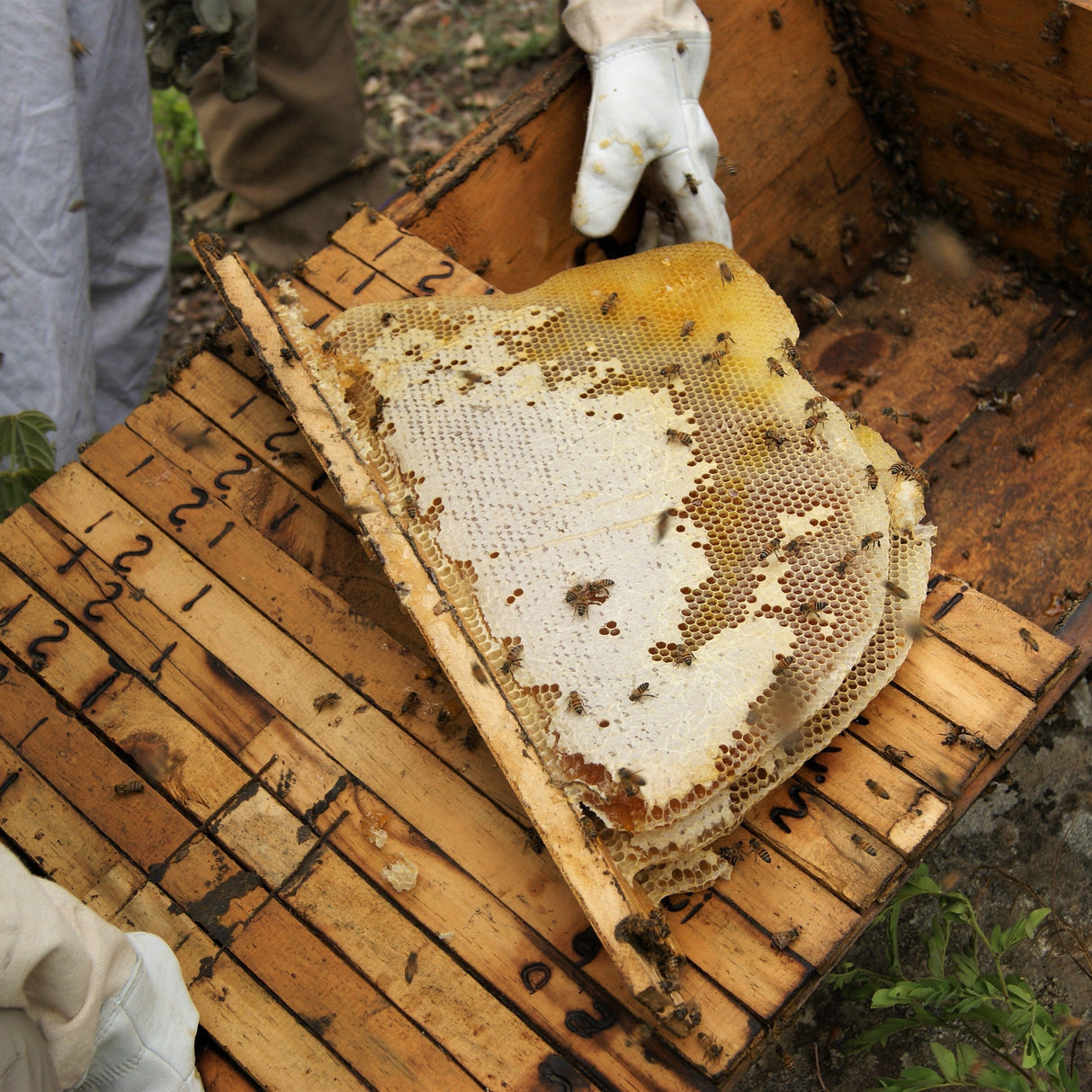 Close-up of a beekeeper in white gloves lifting a large, irregular slab of natural honeycomb covered in bees from a rustic wooden hive box. The honeycomb shows sections of pale wax capping and amber-colored honey