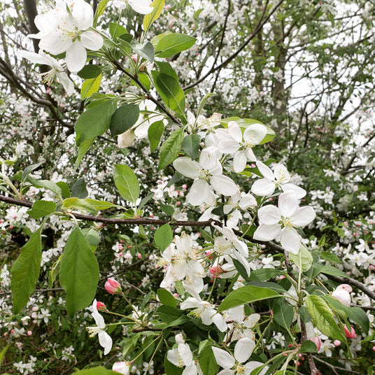 Branch of a tree with white flowers and green leaves