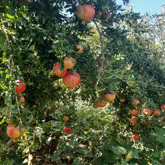 Pomegranates for pomegranate molasses from Burlap & Barrel