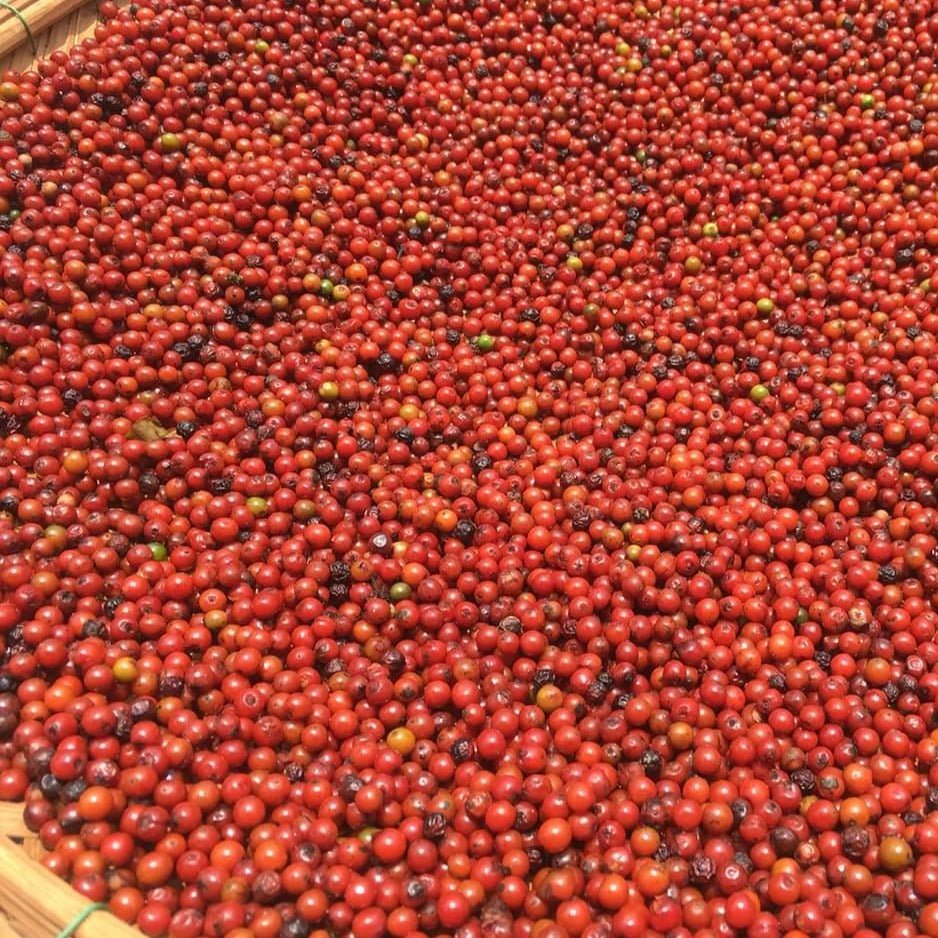 Purple Peppercorns in a wooden tray drying in the sun