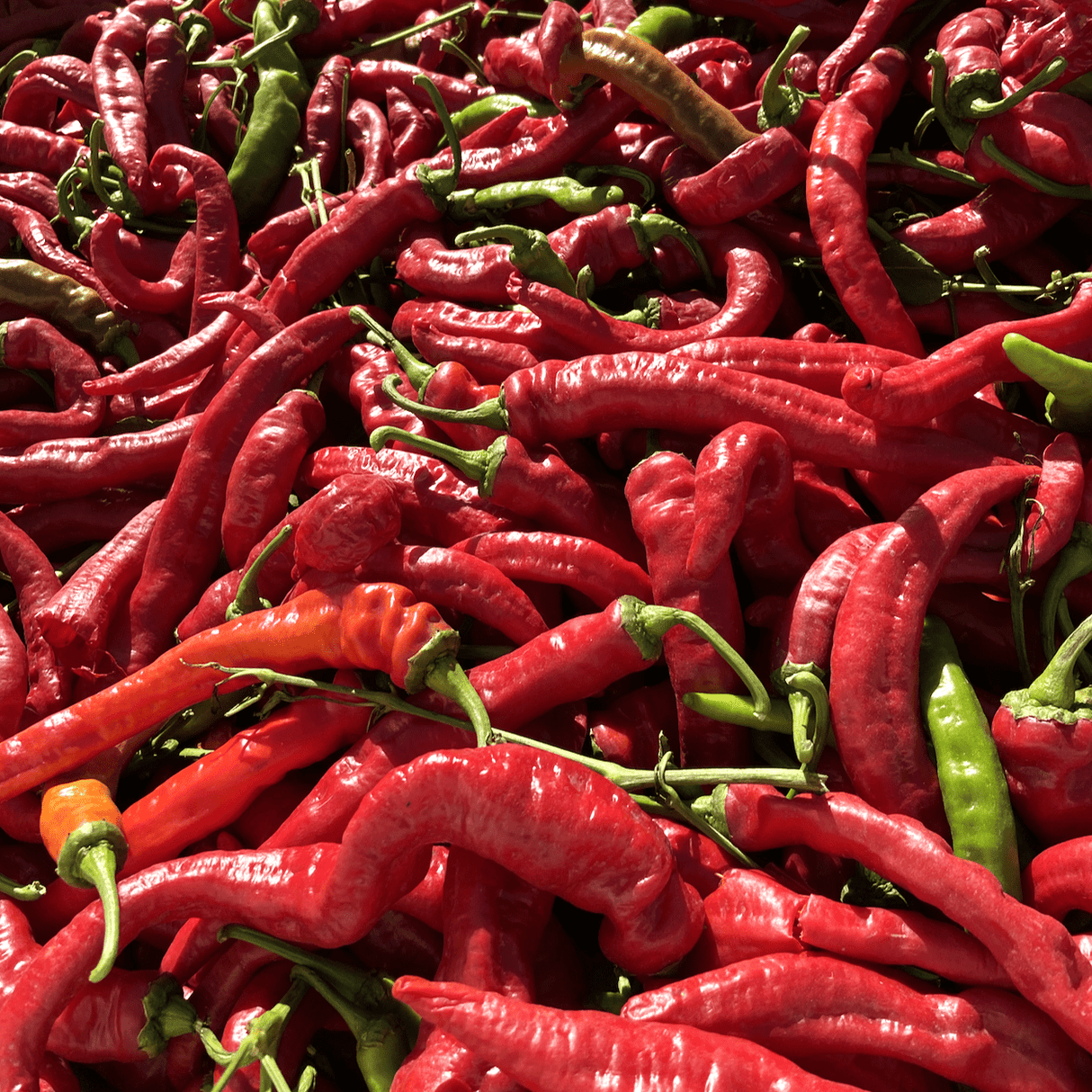 California Cayenne