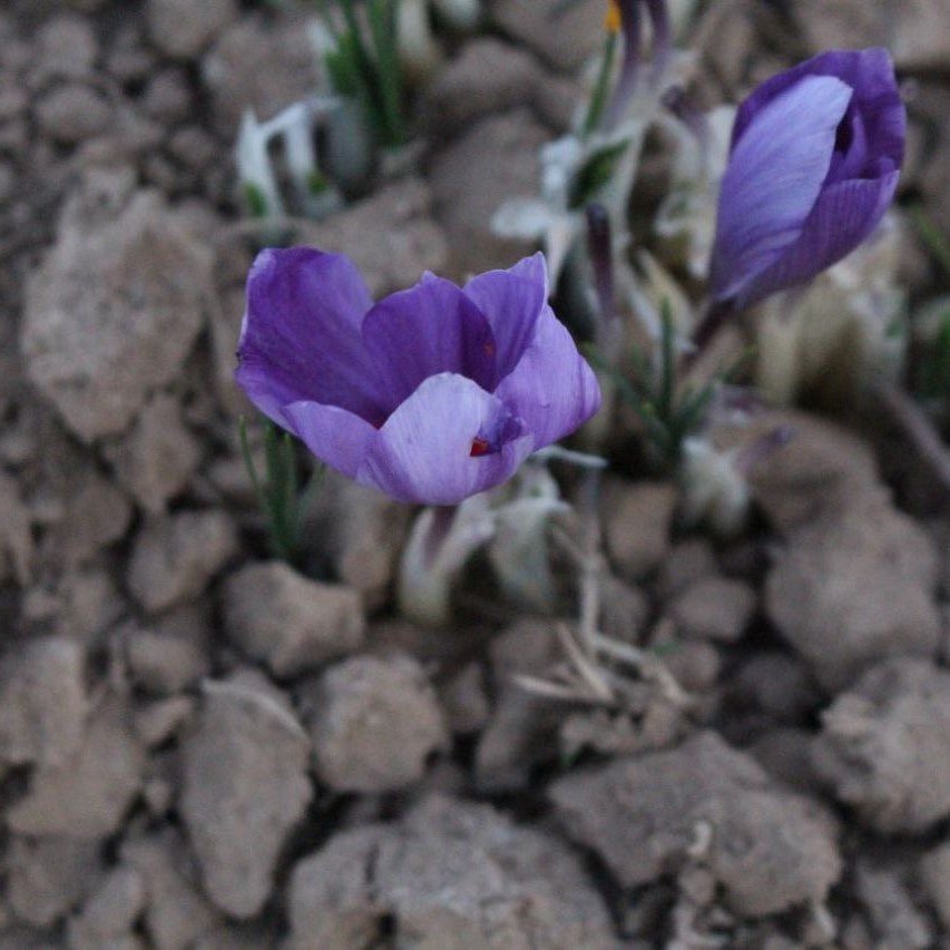 Purple crocus flowers blooming in rocky soil with green stems and buds in soft focus background.