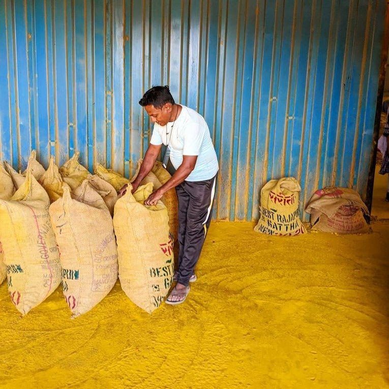 Dr Salunkhe processing New Harvest Turmeric from Burlap & Barrel