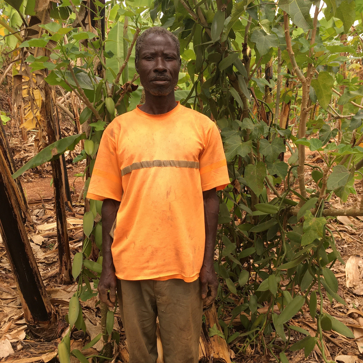 Man in orange safety shirt with reflective stripe standing in a bean field