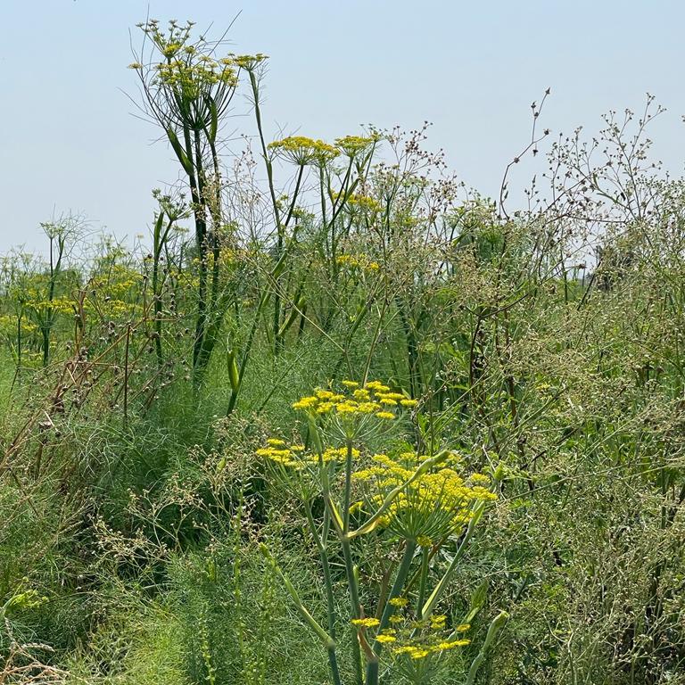 A field of tall fennel plants with yellow flower clusters and feathery foliage against a clear sky.