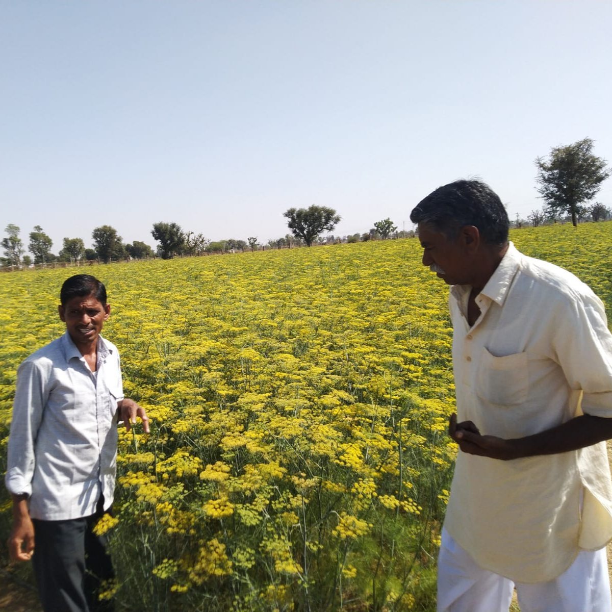 Two men in white shirts examining a vibrant yellow fennel crop in a field under clear skies