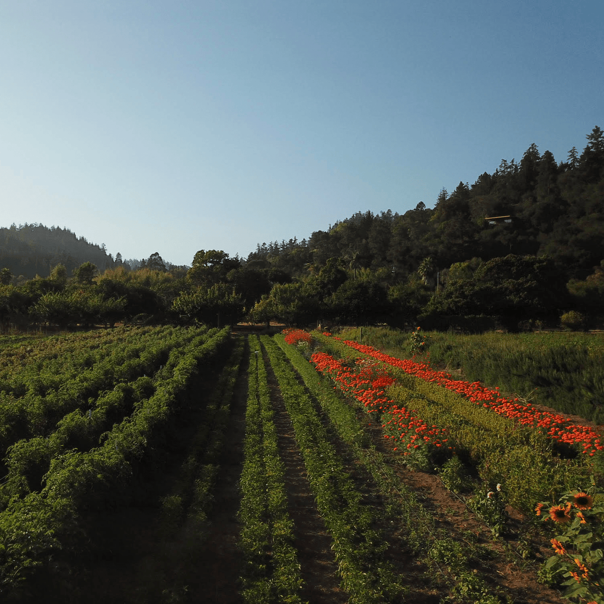 Vegetable garden with rows of green crops and bright red-orange flowers, forested hills in background under clear blue sky.