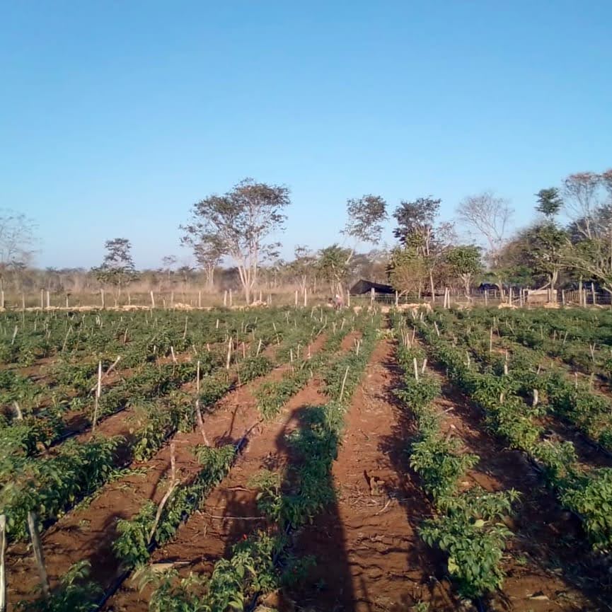 Agricultural field with rows of green chili pepper plants, red soil, and farm buildings with trees in the background under clear blue sky.