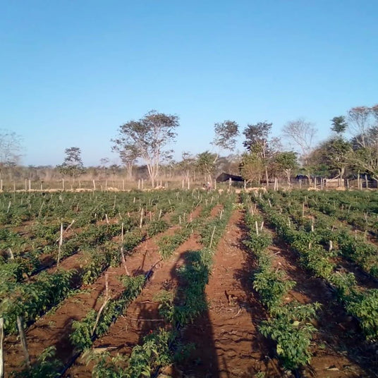 Agricultural field with rows of green chili pepper plants, red soil, and farm buildings with trees in the background under clear blue sky.