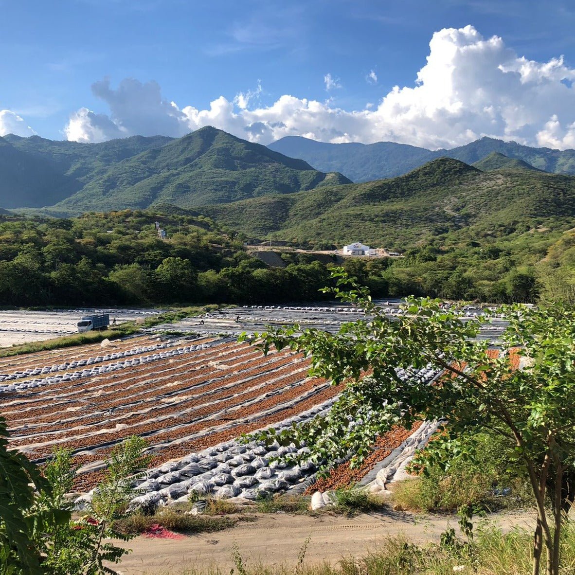 Agricultural fields with white plastic sheeting in a mountainous valley with a river, forested hills, and white buildings under a blue sky with clouds.