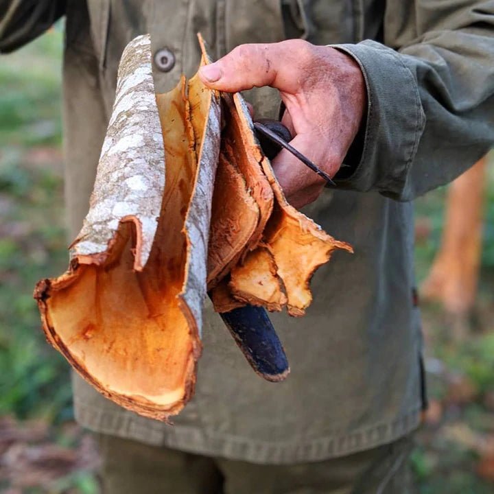 Person holding freshly harvested mushrooms with reddish-brown caps and white stems against birch bark.