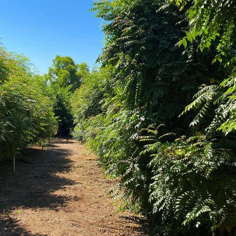Tree-lined dirt path with lush green foliage on both sides and clear blue sky above.