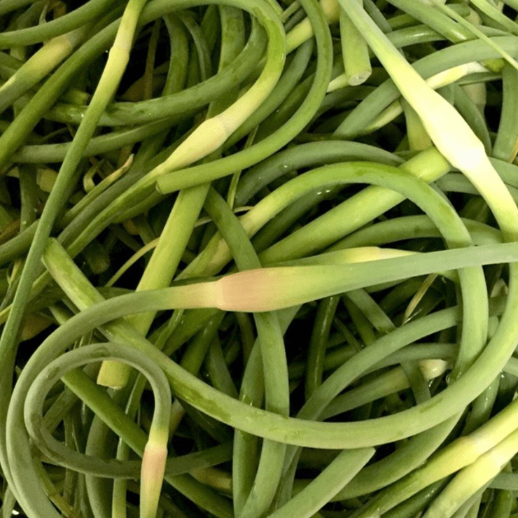 Fresh green garlic scapes coiled together