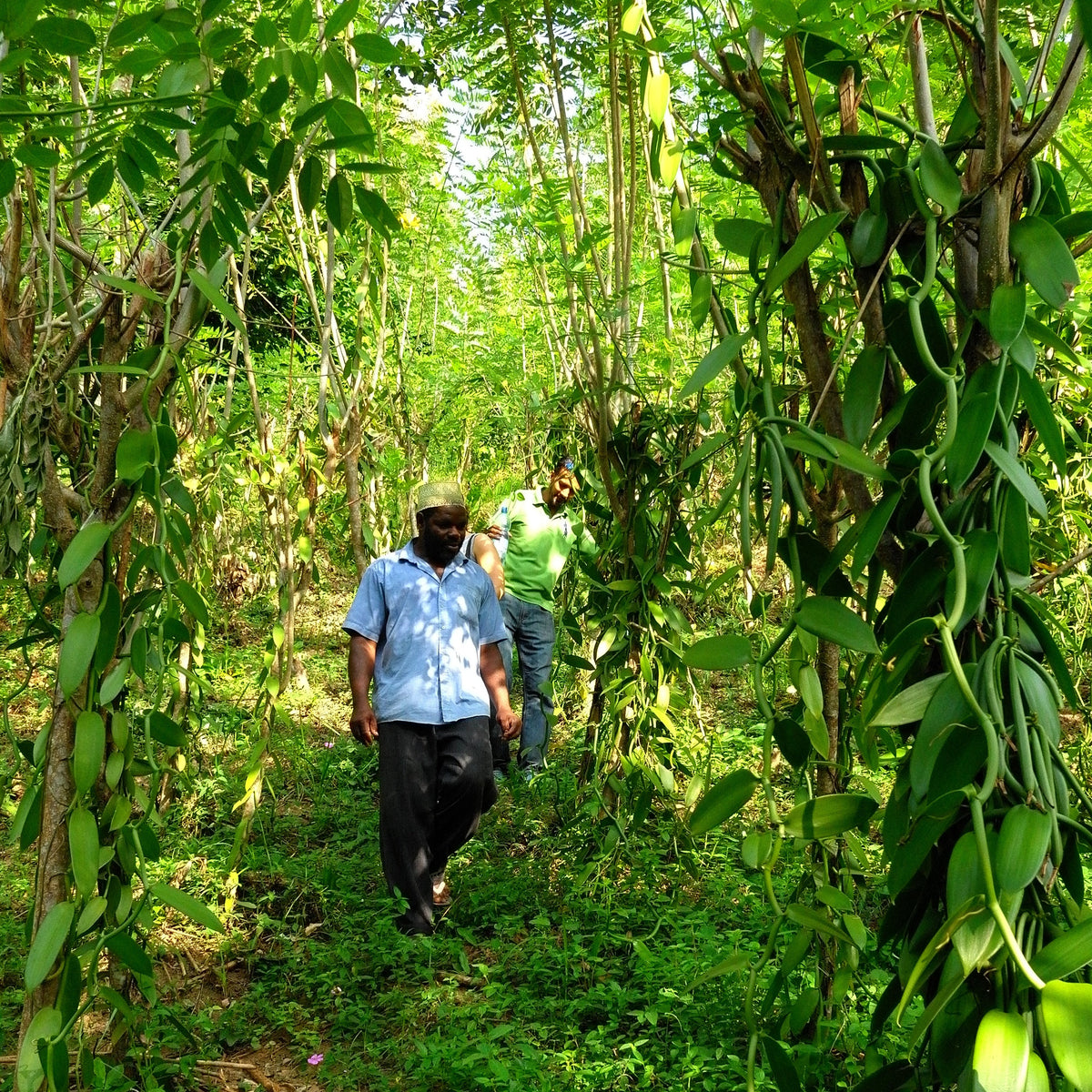 Partner Farmer, Bwana Mohammad in a blue shirt and yellow hat, walking through a forest with green vanilla vines in the foreground. 