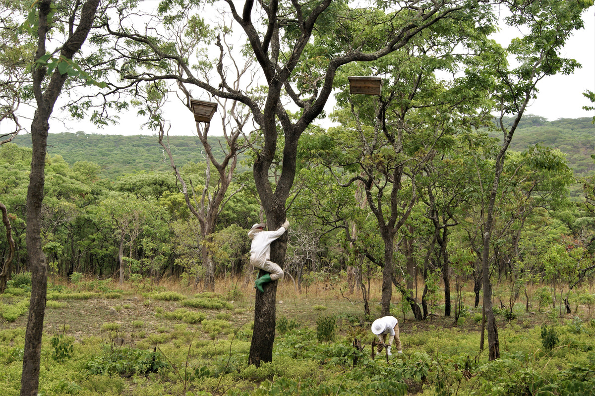 Two people in a forested area with trees and greenery.