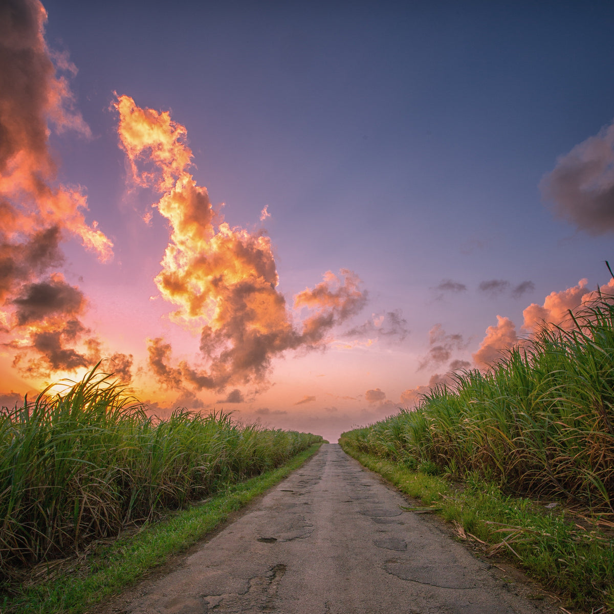 Pathway through a sugarcane field  in Barbados with a dramatic sunset sky. Golden Crystal Sugar from Burlap & Barrel