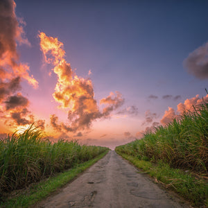 Pathway through a sugarcane field  in Barbados with a dramatic sunset sky. Golden Crystal Sugar from Burlap & Barrel