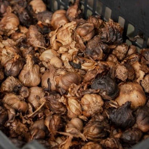 Black Garlic before grinding from Burlap & Barrel