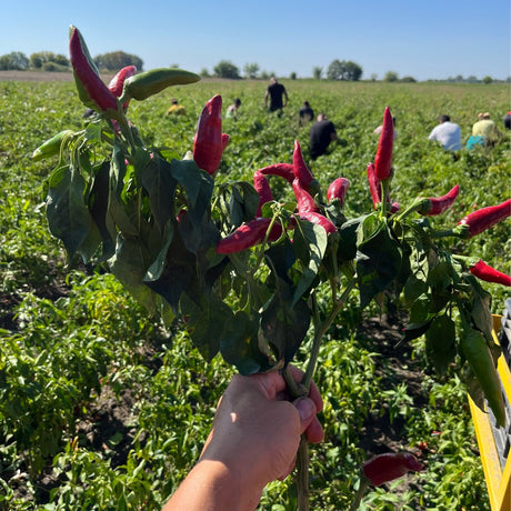 Hand holding fresh bouquet of paprika chilis