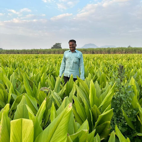 Dr. Salunkhe in his turmeric field from Burlap & Barrel