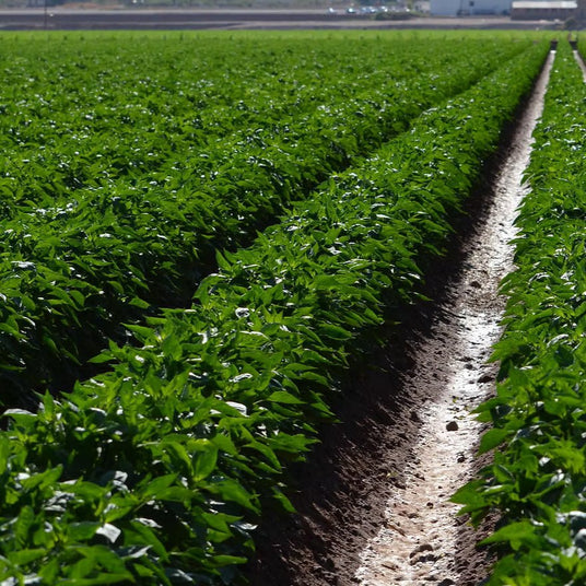 Hatch Green Chili growing in New Mexico from Burlap & Barrel