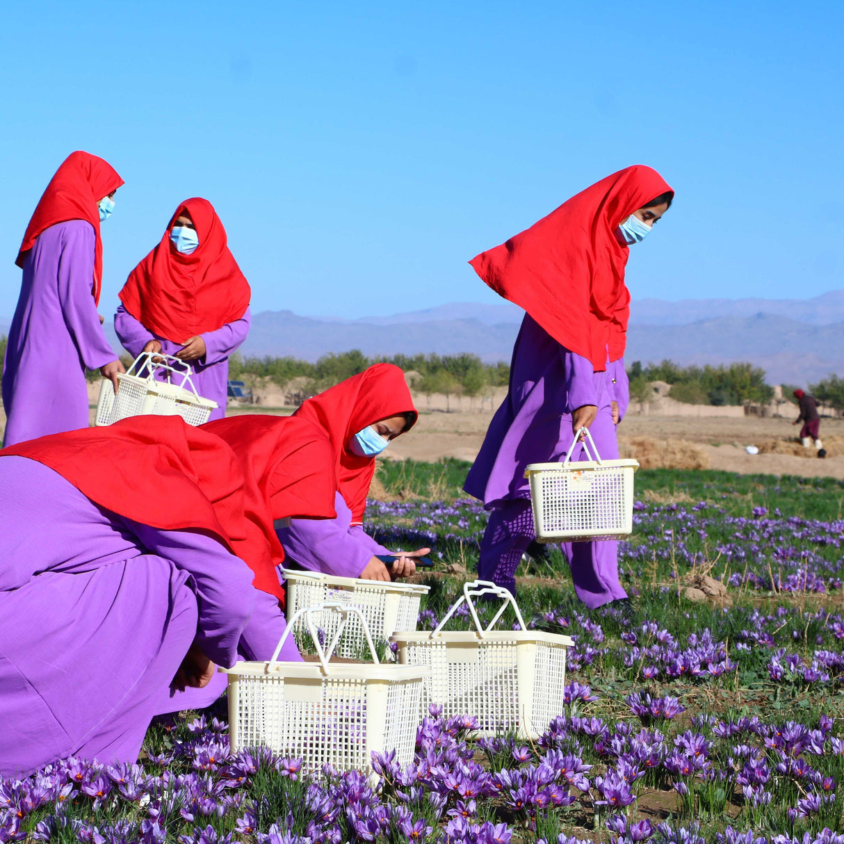 Partner farmers in Afghanistan harvesting crocus flowers in a field to produce Burlap & Barrel Herati Saffron. 