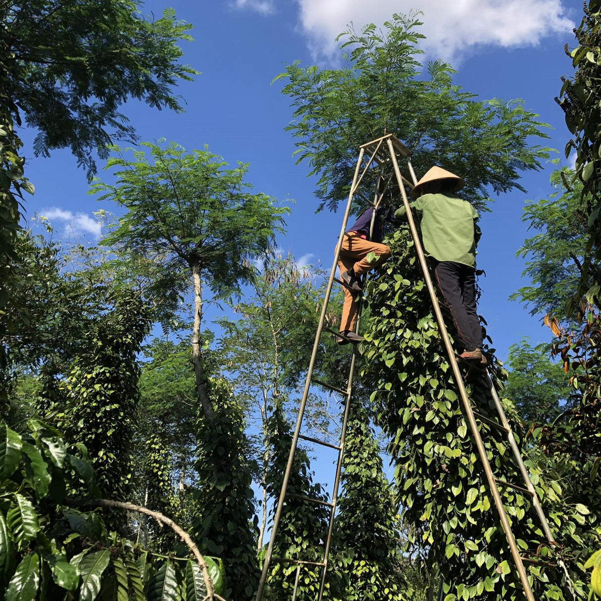 Two partner farmers, one in a hat, on a tall ladder, harvesting peppercorns from the vine that has grown up a tall tree in a forest. 