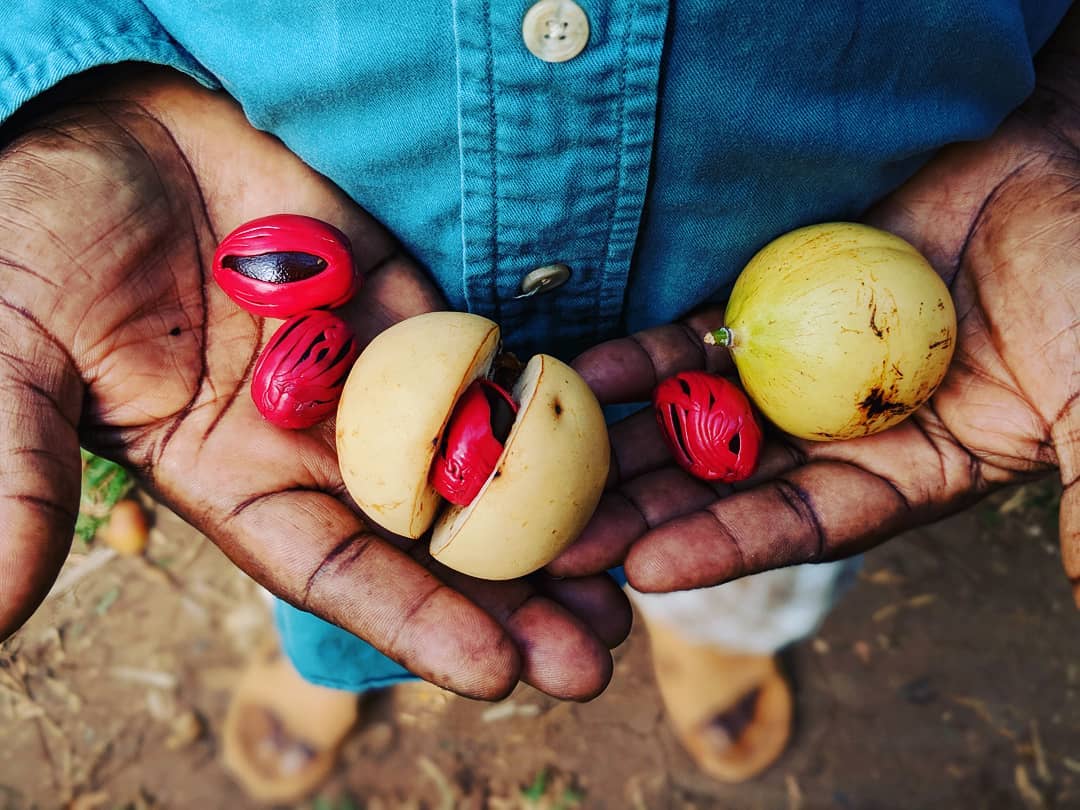 A farmer's cupped hands holding freshly harvested Burlap & Barrel nutmeg fruit, split open to reveal the dark nut encased in a bright, lacy red mace.
