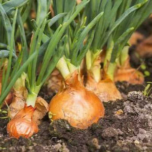Onions growing in the ground with green tops