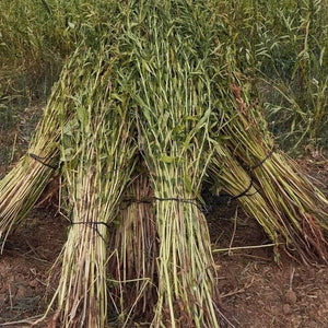 Sesame being harvested, image by Burlap & Barrel
