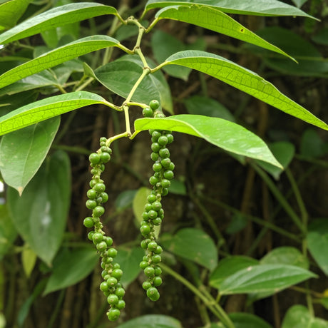 Zanzibar Black Peppercorns from Burlap & Barrel growing on a vine in Tanzania