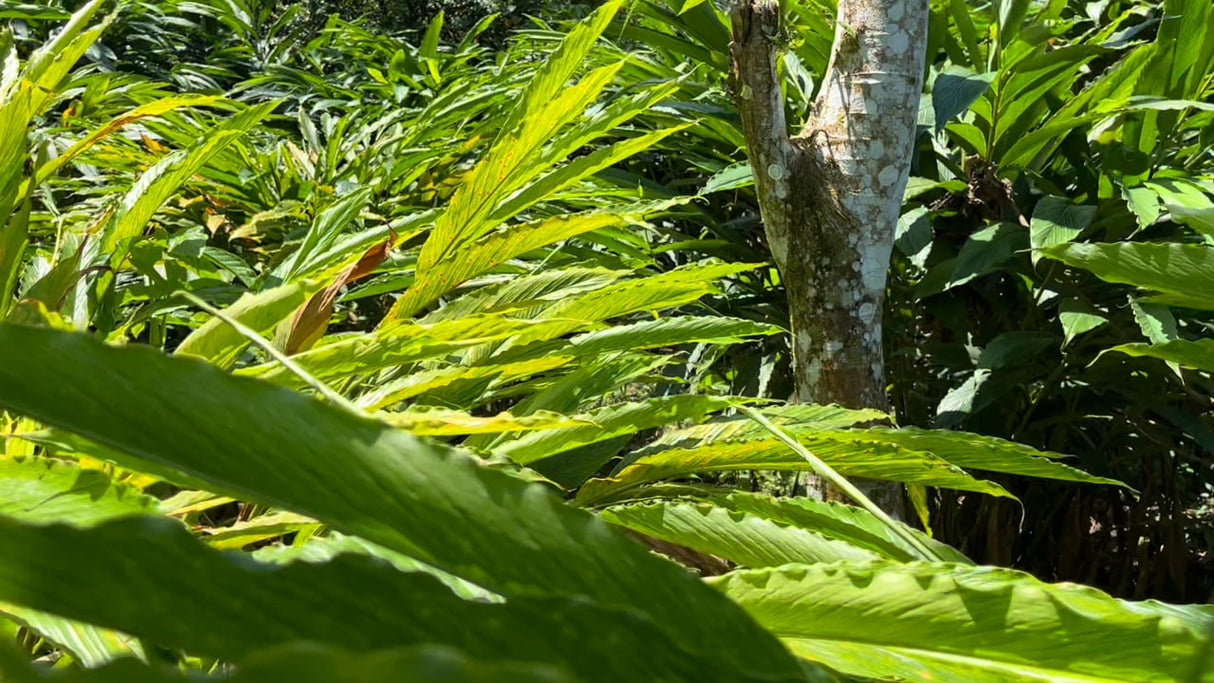 Cloud Forest Cardamom Seeds