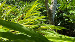Cloud Forest Cardamom Seeds