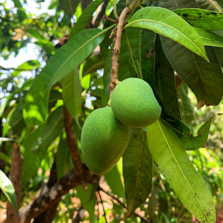 Green Alphonso Mango  growing on a tree to make Alphonso Mango Amchur from Burlap & Barrel