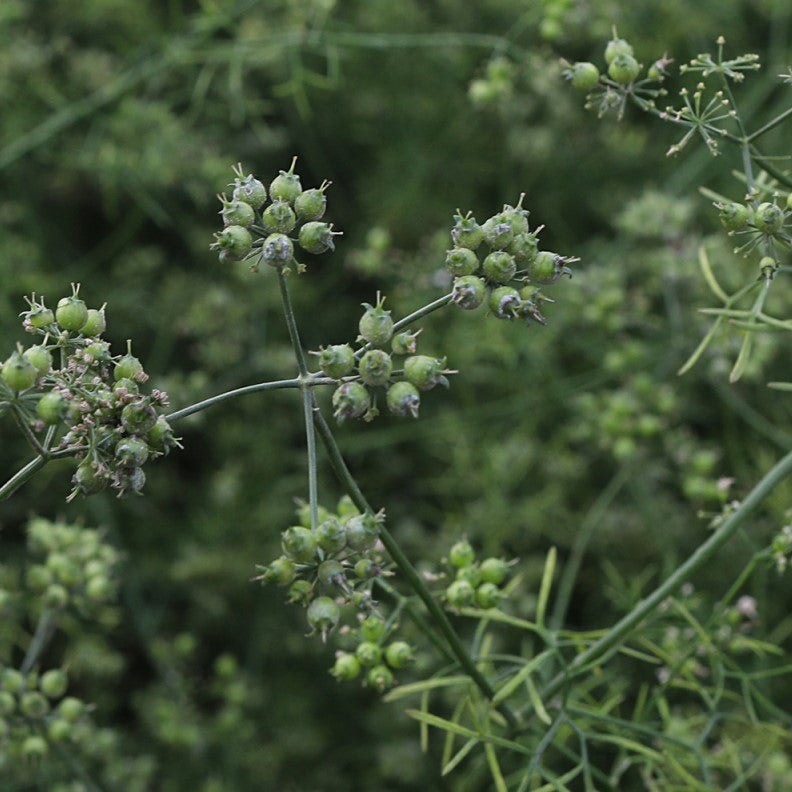 Green Red River Coriander seeds from Burlap & Barrel growing on the plant