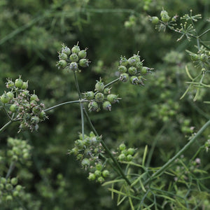 Green Red River Coriander seeds from Burlap & Barrel growing on the plant
