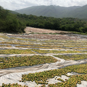 Limes in various stages of drying to make black lime
