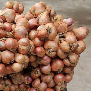 Purple Shallot Slices