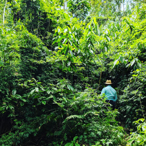 Don Amilcar walking through the cardamom jungle