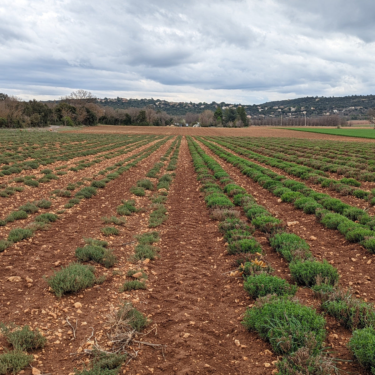 Field of herbs growing in Provence, France under an overcast sky. 