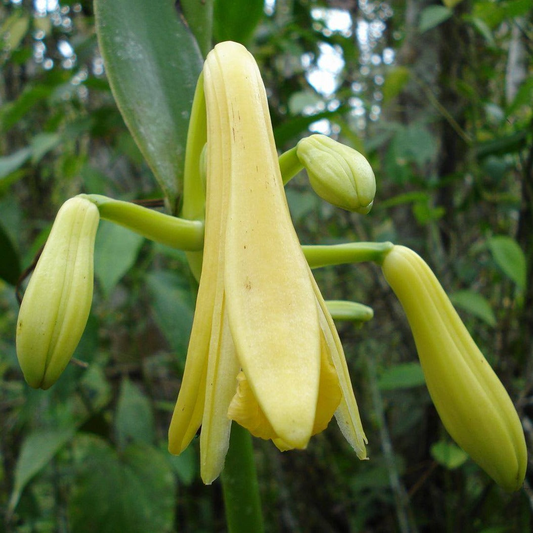 Wild Pompona Vanilla