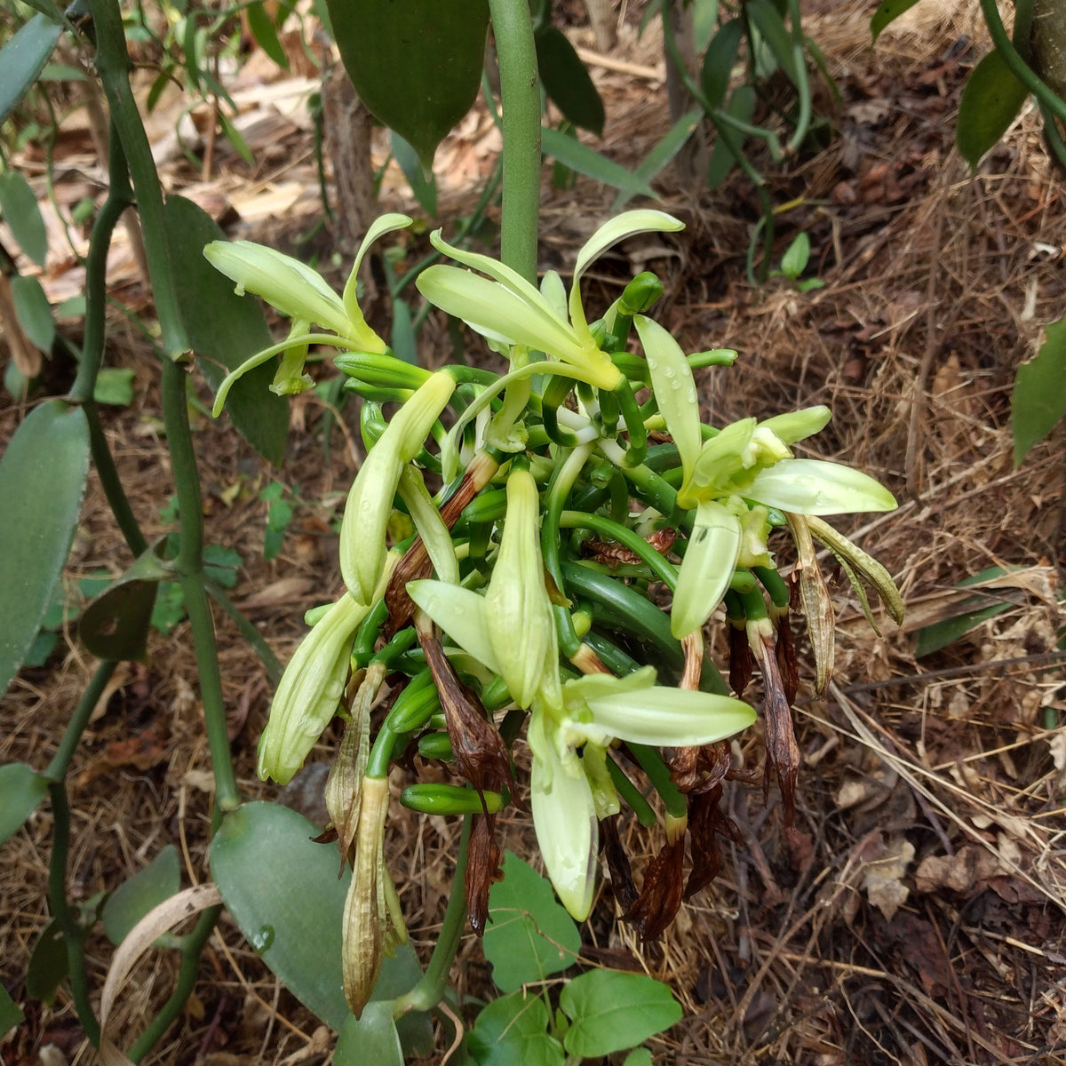 Vanilla orchid flowers in dense cluster with pale green and white blooms, green developing pods, and brown dried sepals.