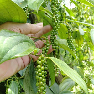 Fermented White Pepper - Burlap & Barrel