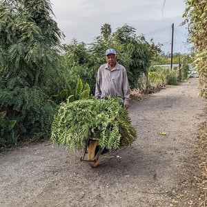 A man in a light purple shirt and white cap pushes a wheelbarrow laden with fresh curry leaves along a dirt path lined with lush green trees.