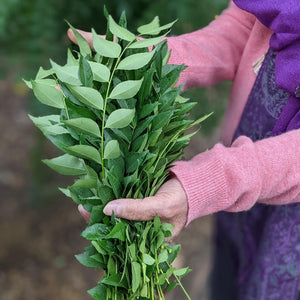 Hands in pink sleeves holding a fresh bunch of curry leaves with green stems.