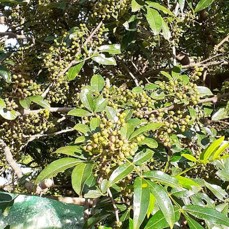 Close up shot of green wild timur peppercorns growing on a leafy bush.