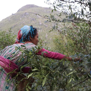Partner farmer harvesting wild timur peppercorns on a hillside. 